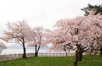 田沢湖の春
